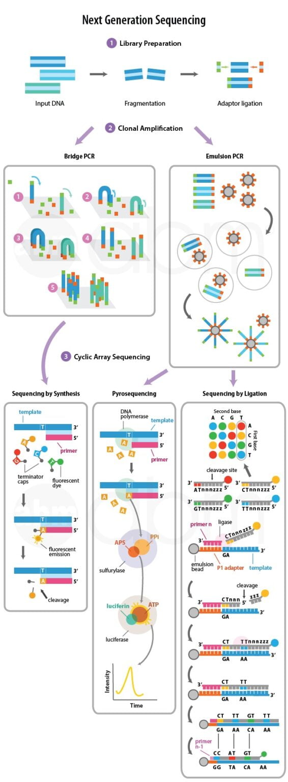 Easy read on Next Generation Sequencing in 3 Mins Ampersand Tutorials