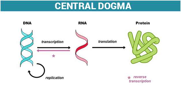 Biological Sequences