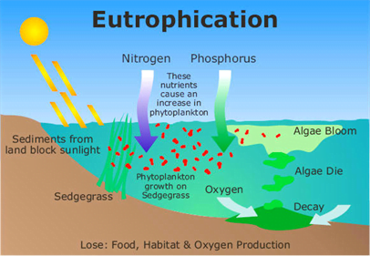 Eutrophication Water Blooming