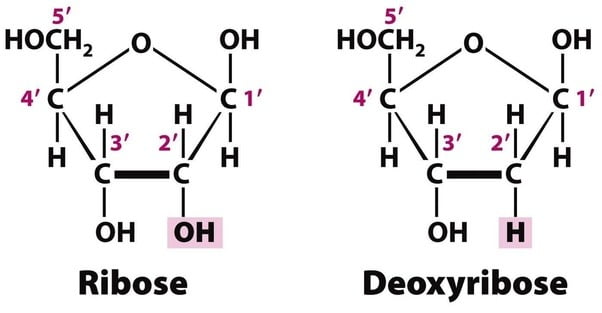 nucleic acids